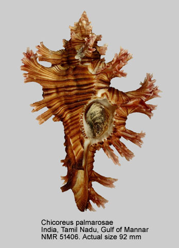 Chicoreus palmarosae (9).jpg - Chicoreus palmarosae (Lamarck,1822)